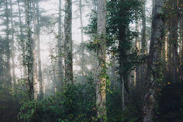 Stop Cutting Down Trees, Start Cutting Down Paper Use: Top Ten Tips