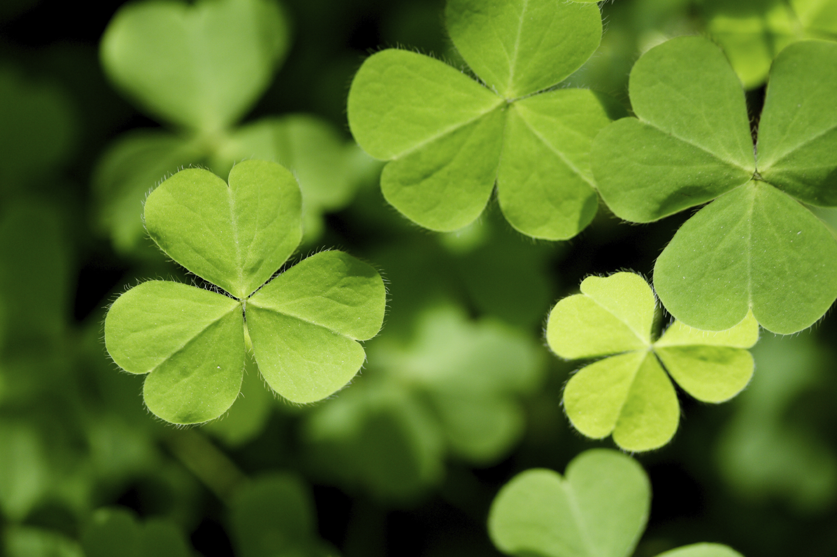 Putting the “Green” in St. Patrick’s Day