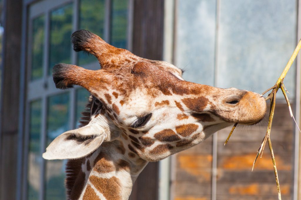 Feed the Animals: Donate Your Holiday Leftovers to the Zoo