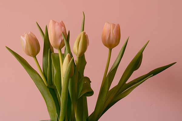 Sustainable Ideas for a Sweet Valentine’s Day