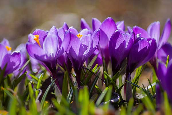Tips and Tricks to Prepare Your Garden for Spring