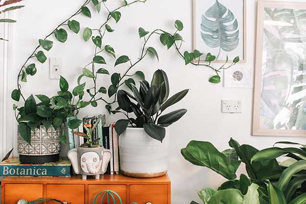 Plants That Improve Indoor Air Quality