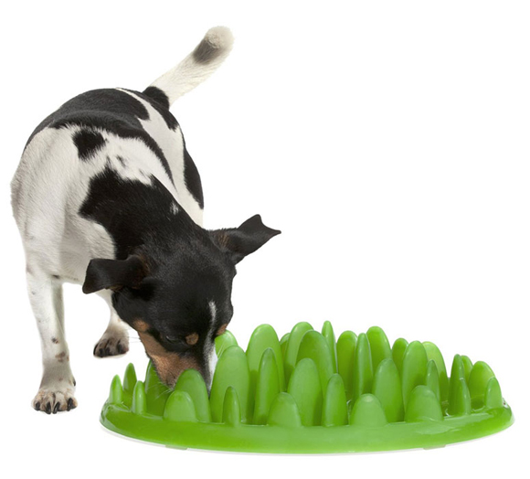 Eco-Friendly Pet Products: Earth Friendly Supplies