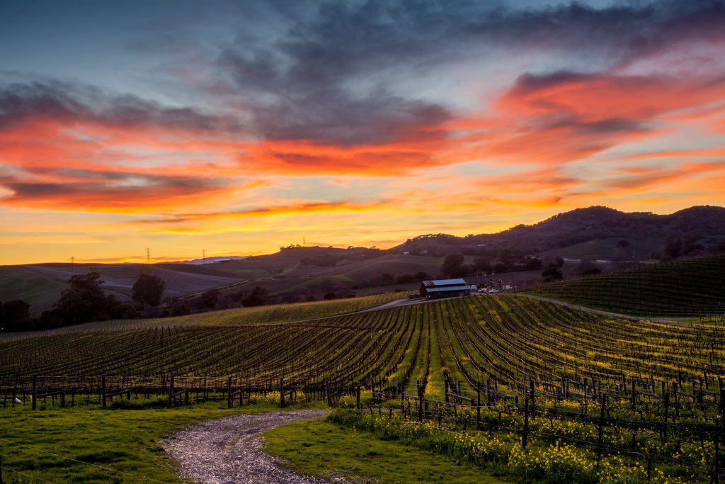 Discover Ontario’s Green Wineries