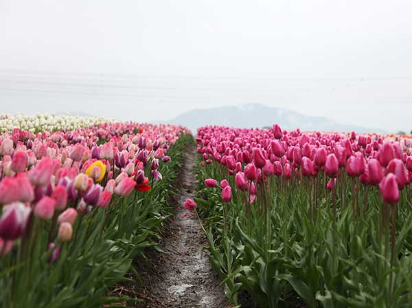 Spring Planting Plan