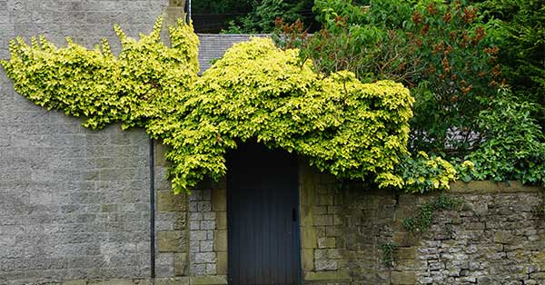 Shrubbery | Energy Efficient Fixes for Home Energy Savings Shrubbery | Energy Efficient Fixes for Home Energy Savings