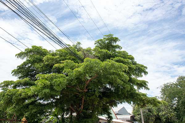 Power Outage | By Tree Issues