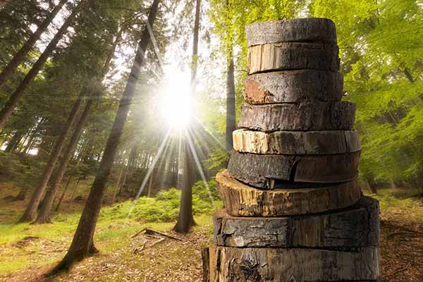 Bioenergy, Biofuels, and Biomass: What They Are and How We Use Them
