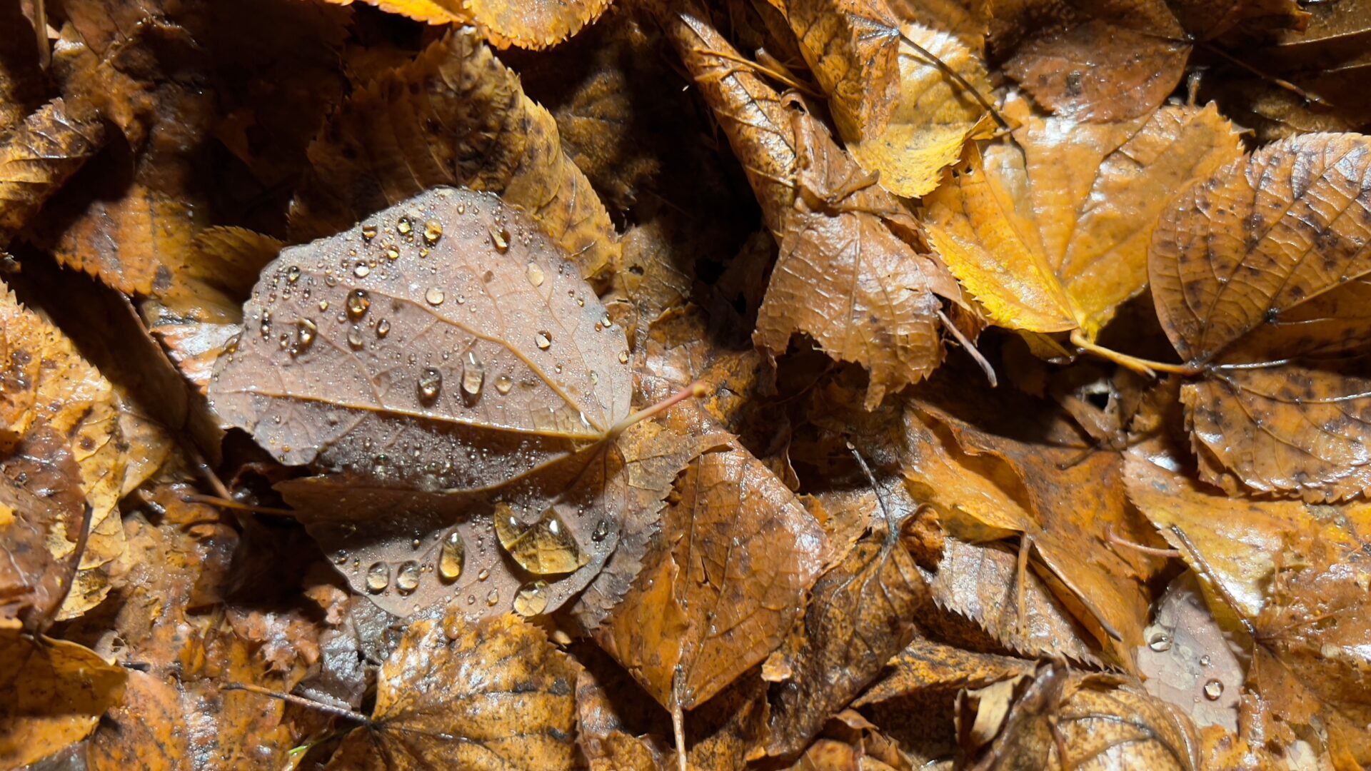 Decomposition Energy: What It Is and What It’s Used For