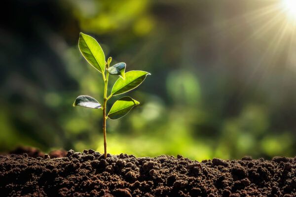 Biological Energy and Biological Energy Conversion: How It All Works