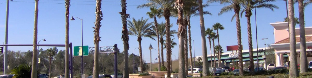 FL Tall Palms